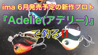Adelieを使ってメバルを釣る‼️
