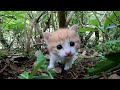 草むらで見掛けた子猫、超カワイイ!