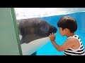 Heartwarming scenes of orcas and human at KAMOGAWA SEA WORLD, Japan