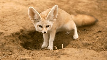 Fennec Fox Videos: An Unforgettable Look at the Desert