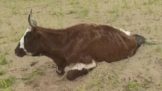 Download Lagu Ze stierf in de modder van de woestijn... totdat reizigers haar redden. MP3 Download Lagu Ze stierf in de modder van de woestijn... totdat reizigers haar redden. MP3
