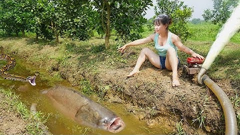 Harvesting BIG Fish - LISA Uses a Pump to Drain Water from the Pond to Catch Fish