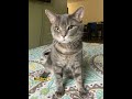 #michigan after 6 months we adopted him is a -#happycat 😻 #adoptedcat #love and patience  ❤️