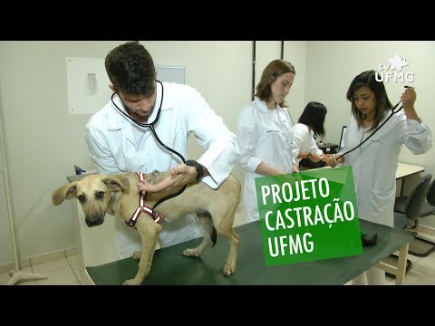 Vídeo: Cães do Norte Adoráveis Recebem Cuidados Veterinários Gratuitos
