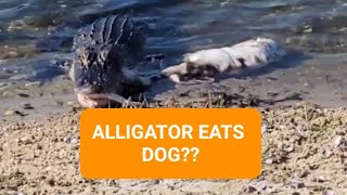 Alligator Eats Dog?? CLOSED  Golf Course Fishing. #fishing #bass #foryou #fypシ #nature #fyp