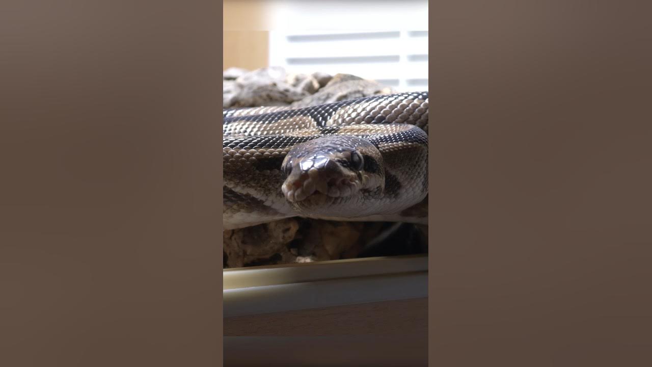 How Long Do Ball Pythons Live? OLDEST RECORDED LIFESPAN! YouTube