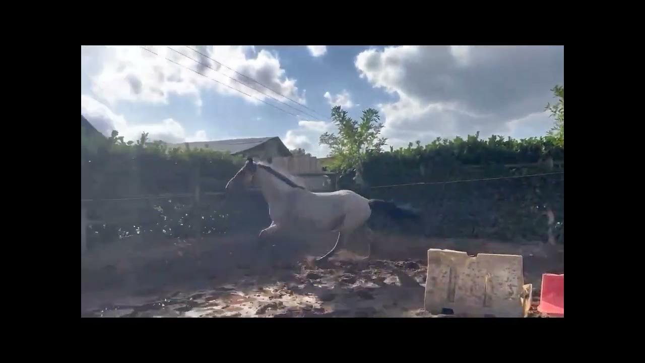 Sir Glückskeks, blue roan Trakehner stallion YouTube
