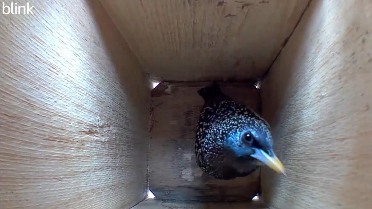 Starling Activity in Nest Box