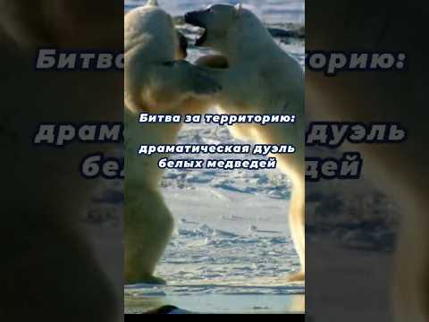 Битва за территорию: драматическая дуэль белых медведей #polarbear #nature #animals #артик #дикий