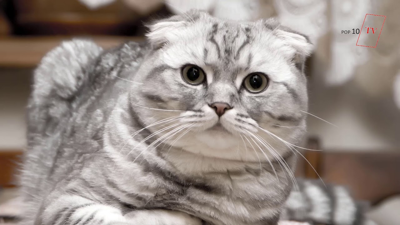 Scottish Fold Kedi Ozellikleri Bakimi Youtube