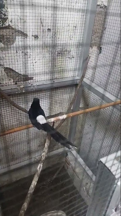 Pancingan murai batu ngrayu biar cepat kawin