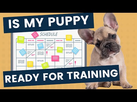 Complete Training Schedule Based on Puppy Development Stages
