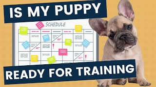 Complete Training Schedule Based on Puppy Development Stages by How To Train A Dream Dog 2,741 views 2 months ago 12 minutes, 40 seconds