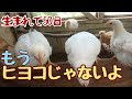 ヒヨコが若鶏になった【自給生活北海道ぐるりの暮らし#90】3週間の人工孵化を経て5月22日前後に生まれたヒナたち。順調に育って、もうすぐ2カ月となります。