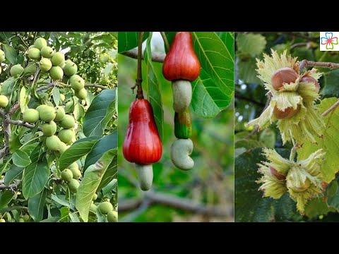 Video: Kan du dyrke mangotræer i en potte: Dyrkning af mangotræer i beholdere