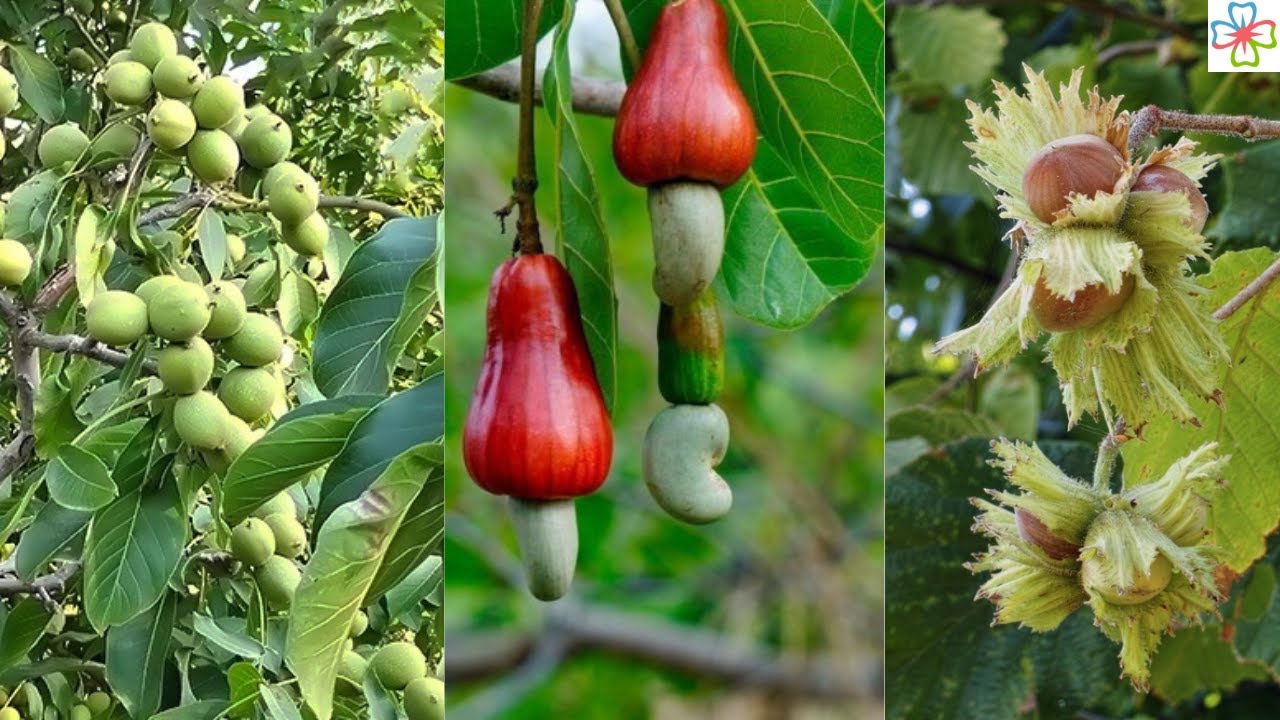 8 Best Nuts You Can Grow in Pots YouTube