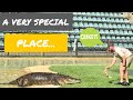 AUSTRALIA ZOO | Beerwah, Sunshine Coast, Queensland, Australia Travel Vlog 072, 2021