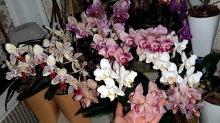 видео: После такого ваши орхидеи нарастят кучу корней и листьев! Все тонкости полива для обильного цветения картинка: После такого ваши орхидеи нарастят кучу корней и листьев! Все тонкости полива для обильного цветения