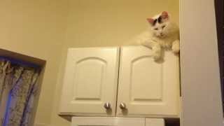 Cute Cat Can Jump