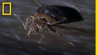 Bedbugs! | National Geographic