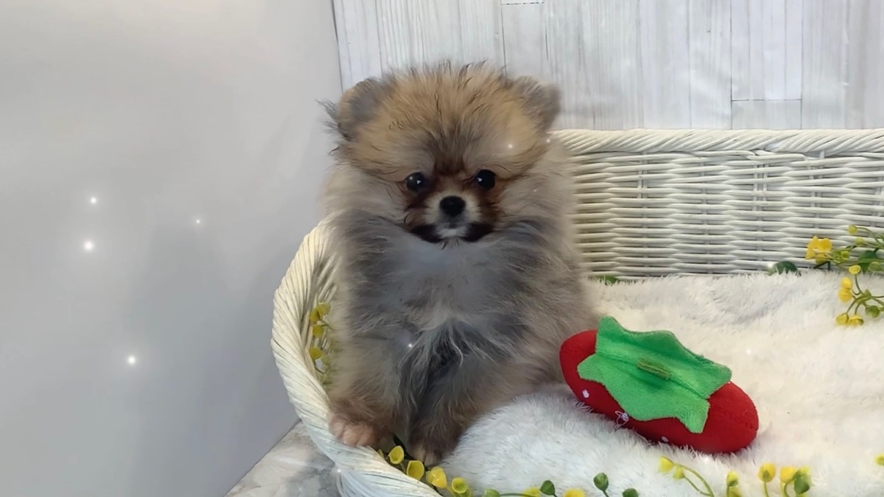 ポメラニアン　　2.5.9番 ポメラニアン♂2602D0168 - YouTube