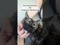 Amazon delivered a stray cat. #catadoption #straycat #cat #catlove