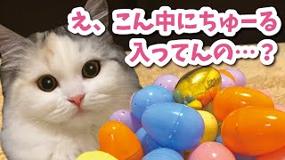 卵にちゅーるを隠された猫【おしゃべりする猫】 【猫アテレコ】