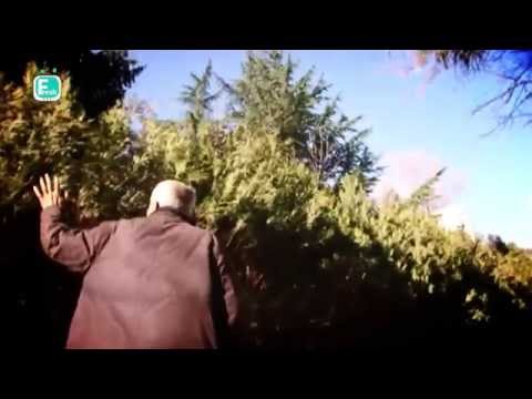 პრემიერის „საჩუქარი“ სუტინიორ გელაშვილს - ანუ კიბერნეტიკის ინსტიტუტის მიწა