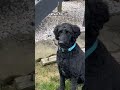 Dog nephew Bernie Mac take 2 // can I play in the water? // Robin Cookie