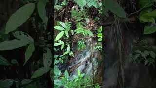 Water That Can Be Used For Medicine In The Forest shorts