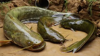 Stop Motion ASMR - Catch Snakehead, Catfish Mud Hole to Primitive Cooking in The Cave | Cuckoo