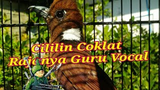 CILILIN GACOR SI GURU VOCAL.