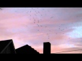 Long Version -- Thousands of Bats Going Into a Chimney