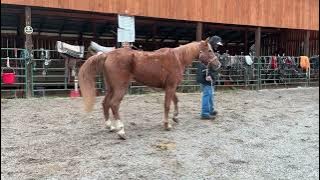 1- sorrel Arabian/QH gelding 14.3h 20 yr old $550 Deadline 11/7/25