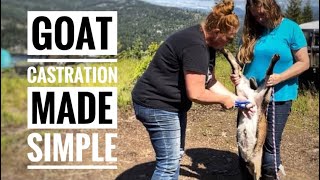 Simple And Painless Goat Castration
