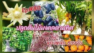 ปลูกต้นไม้มงคลตามทิศ(หลักฮวงจุ้ย) ภาคต่อ EP#80 #ฝากติดตามด้วยนะคะ