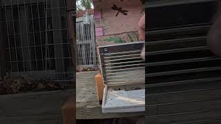 Upgrade Queen Includer (Shart) #beekeeper #beehive #apimaye #hivegate #queenincluder #beerescue