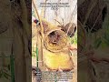 Collecting Rare Colorful Pheasant Eggs From Tree Nests