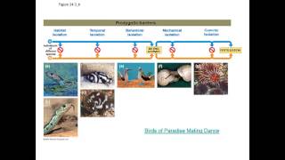 Macroevolution