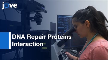 DNA Repair Proteins Interaction By Immunofluorescence | Protocol Preview