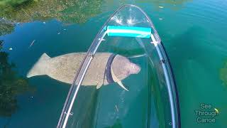 Clear Kayaking in the Crystal Clear Water With Manatees