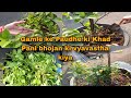 Gamle ki paudhon ki care kaise karen, paudhe ki Khad Pani bhojan ki vyavastha kiya 
