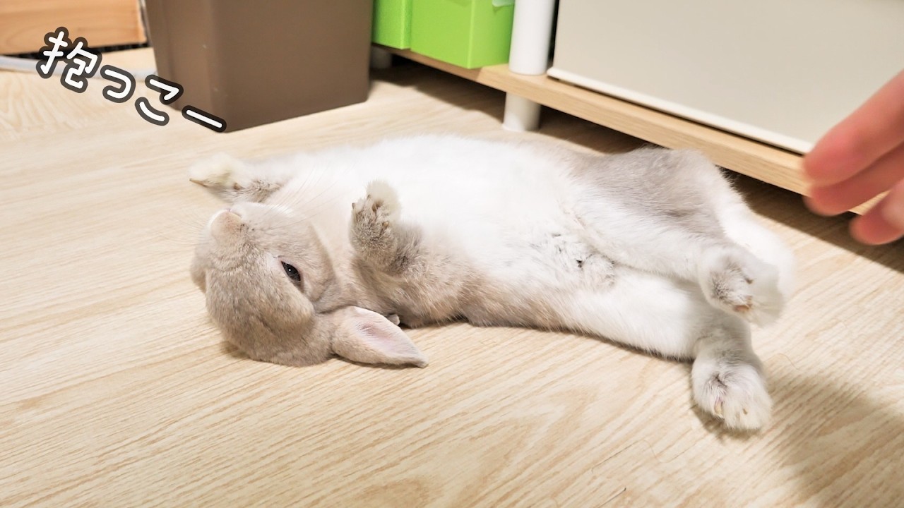 気づいたら部屋のすみで裏返ってるうさぎさんが助けを求めてた