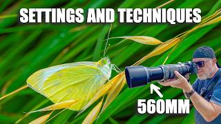 Photographing Butterflies with a Long Lens   Settings and Techniques