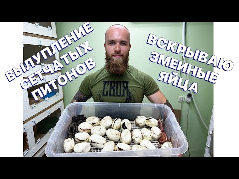 РОЖДЕНИЕ САМЫХ ДОРОГИХ ЗМЕЙ/ВСКРЫВАЮ ЯЙЦА ПИТОНА