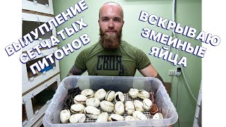 Рождение Самых Дорогих Змей/Вскрываю Яйца Питона