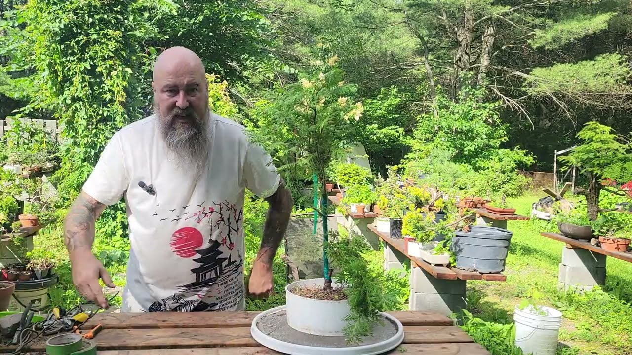 Thuya occidental, première formation