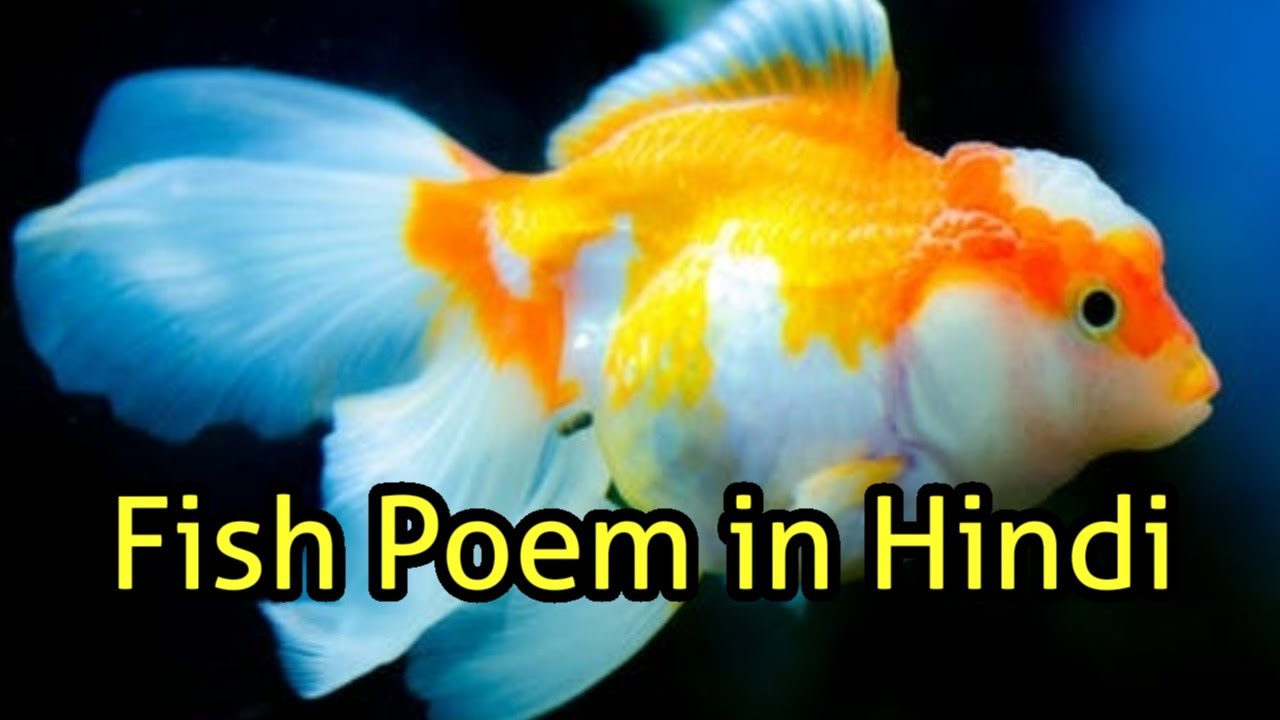Poem on Fish in Hindi Shayari on Fish YouTube