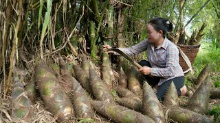 Harvesting Giant Spiny Bamboo Shoots to Sell at the Market - Cleaning the Farm, Taking Care of Pets.