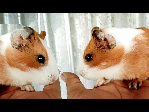 গিনিপিগ নিয়ে কিছু কথা  ~ গিনিপিগ পালন পদ্ধতি | Guinea Pig palon